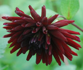 Dahlia 'Trebbiano'