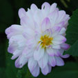 Dahlia 'Twilight Time'