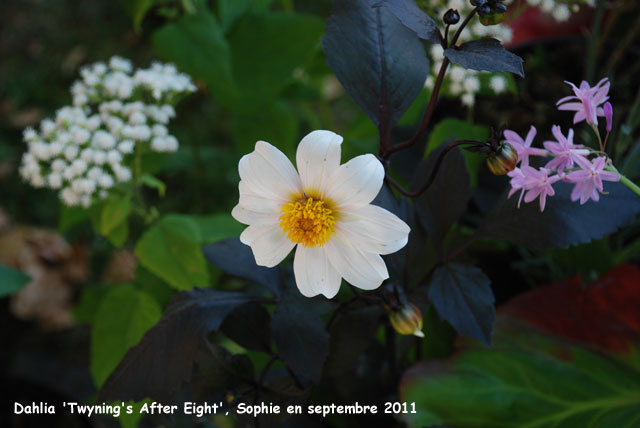 Dahlia 'Twyning's After Eight