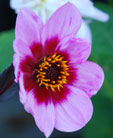 Dahlia 'H. S. Wink'