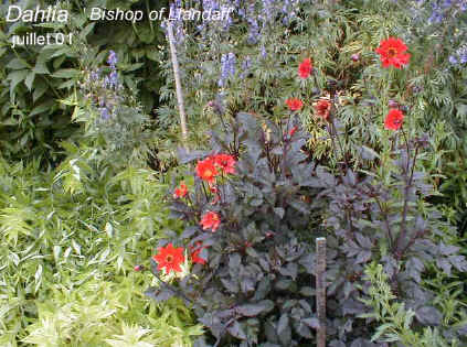 Dahlia 'Bishop of Llandaff'