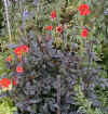 dahliabishop.jpg (31138 octets)