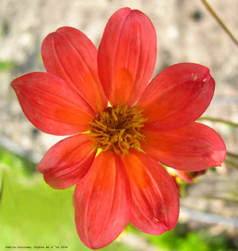 Dahlia coccinea