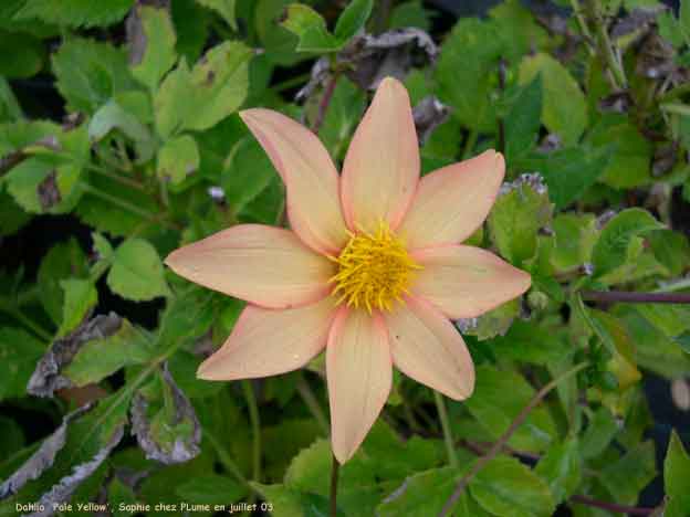 Dahlia 'Pale Yellow'