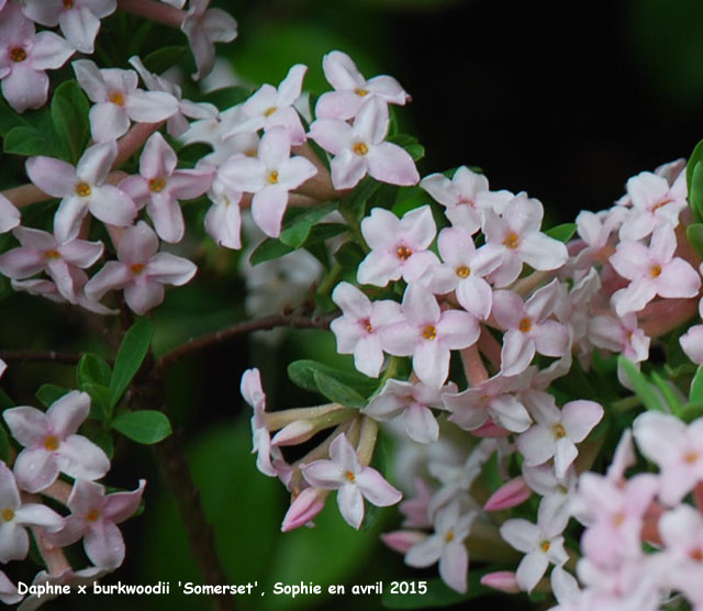 Daphne x burkwoodii 'Somerset'