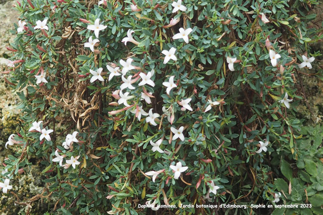 Daphne jasminea