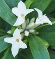 Daphne x transtlantica 'Eternal Fragrance''