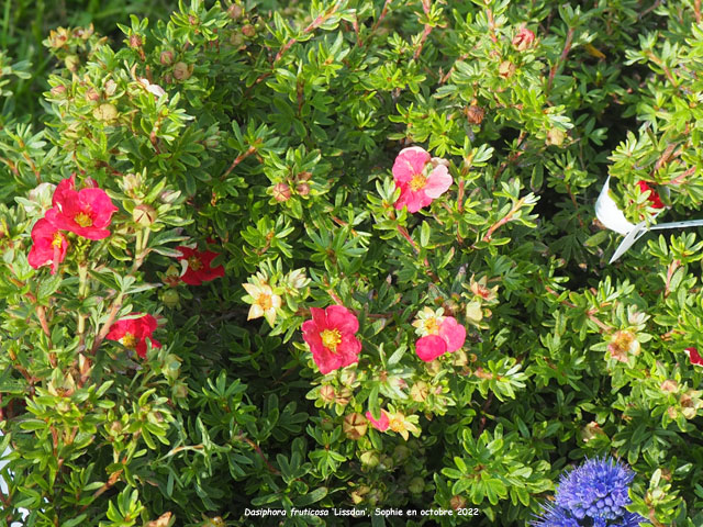 Dasiphora fruticosa 'Lissdan'