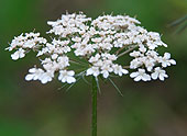 Daucus carota