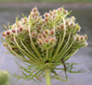 Daucus carota