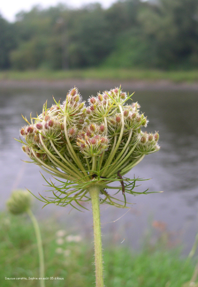 Daucus carota