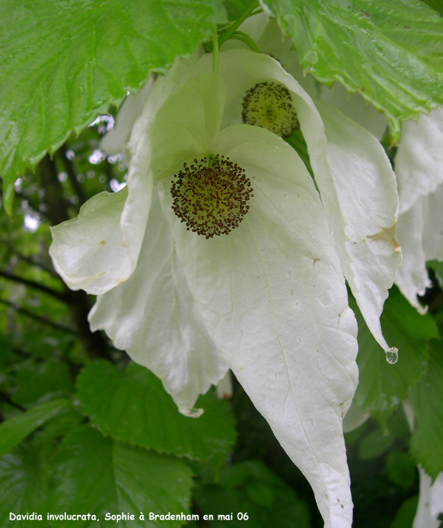 Davidia involucrata