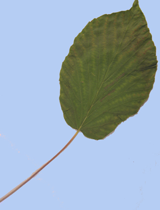 Davidia involucrata