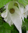 Davidia involucrata