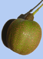 fruit du Davidia involucrata
