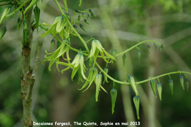 Decaisnea fargesii