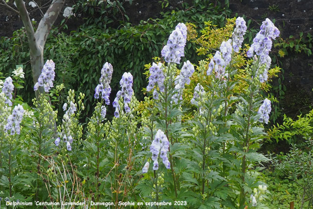 Delphinium 'Centurion Lavender'