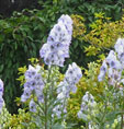 Delphinium 'Centurion Lavender'