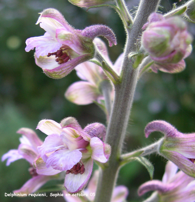 Delphinium requienii