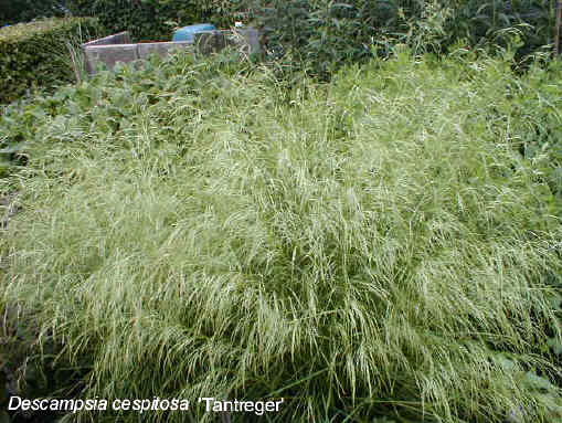Deschampsia cespitosa 'Tautr�ger'