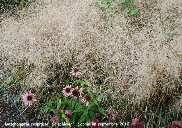 Deschampsia cespitosa 'Goldschleier'