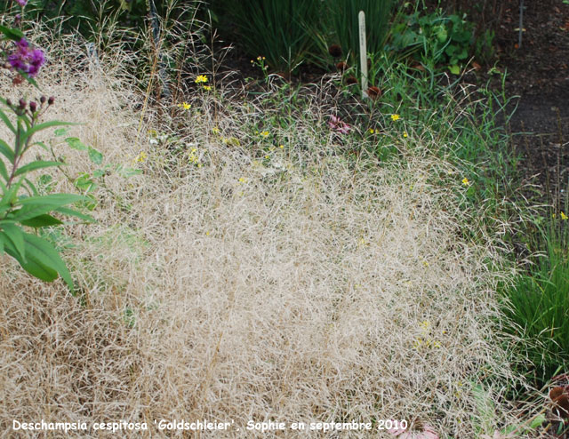 Deschampsia cespitosa 'Goldschleier'