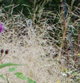 Deschampsia cespitosa 'Goldschleier'