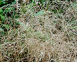 Deschampsia cespitosa 'Goldtau'