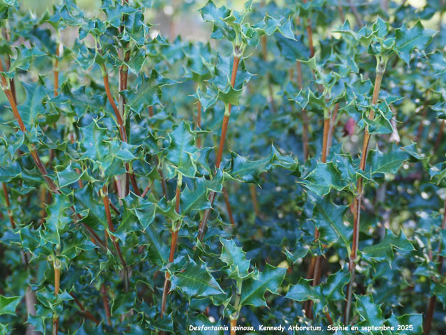 Desfontainia spinosa