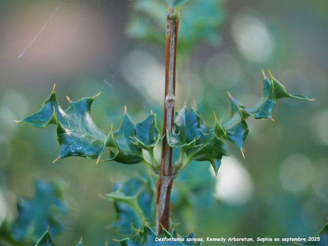 Desfontainia spinosa
