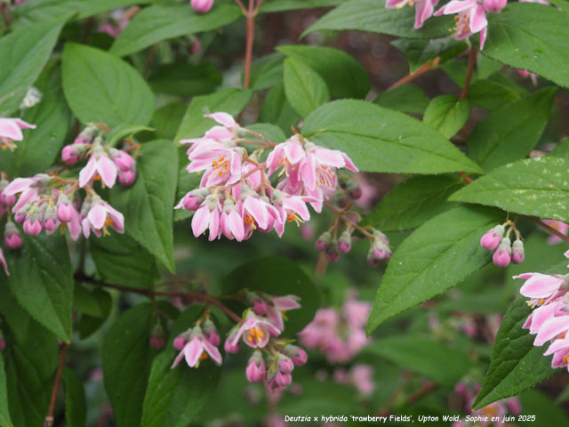 Deutzia x hybrida 'Strawberry Fields'