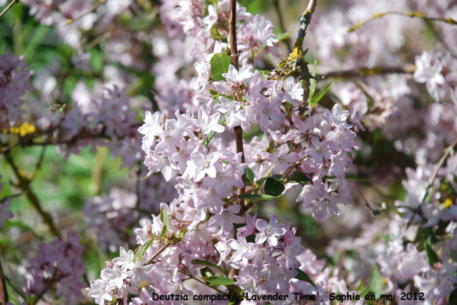 Deutzia x compacta 'Lavender Time'