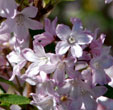 Deutzia compacta 'Lavender Time'