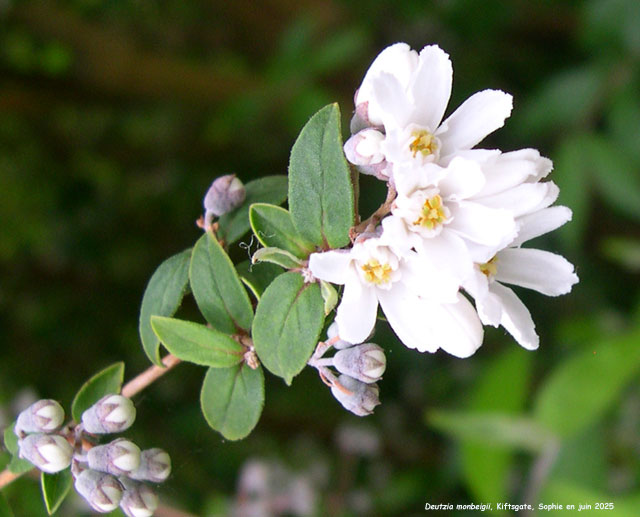 Deutzia monbeigii