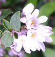 Deutzia monbeigii