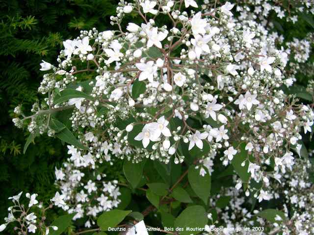 Deutzia setchuenensis