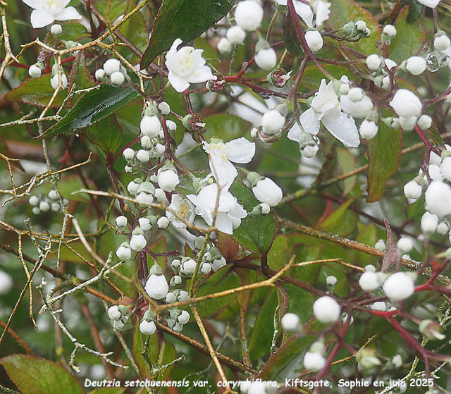 Deutzia setchuenensis var. corymbifolia