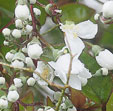 Deutzia setchuenensis var. corymbiflora