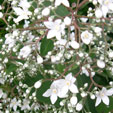 Deutzia setchuenensis