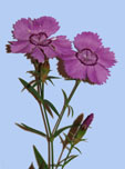 Dianthus amurensis