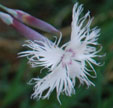 Dianthus arenarius