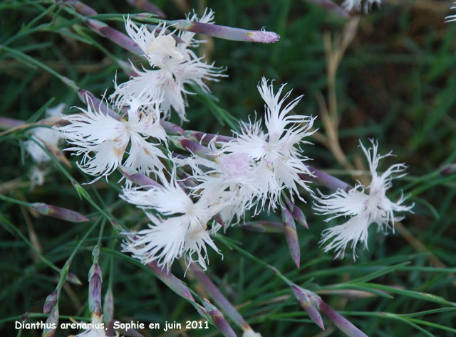 Dianthus arenarius