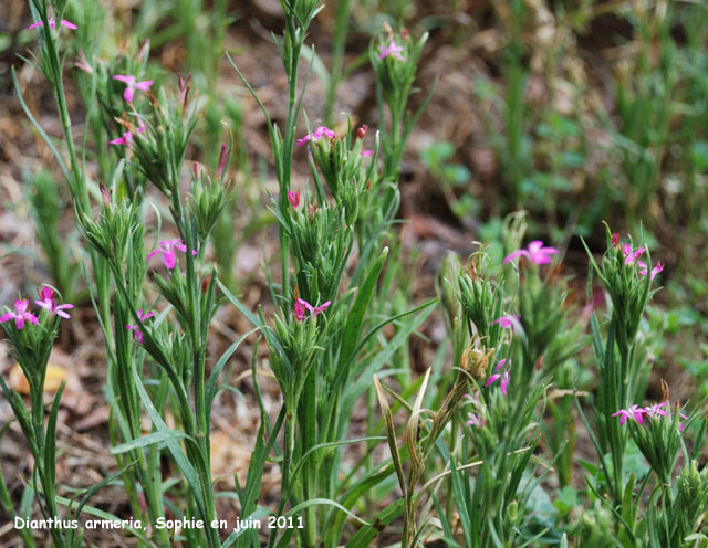 Dianthus armeria