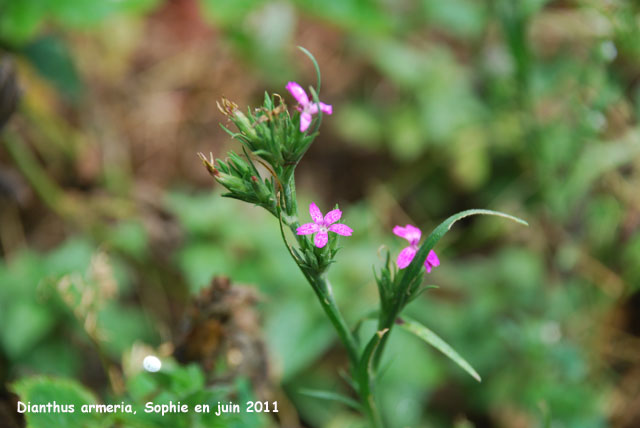 Dianthus armeria