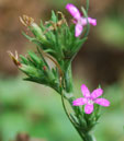 Dianthus armeria