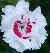 Dianthus 'Coconut Sundae'