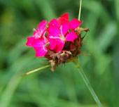 Dianthus cruentus