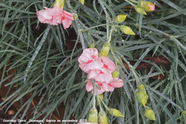 Dianthus 'Doris'