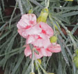Dianthus 'Doris'