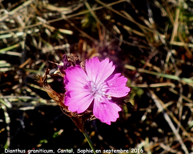 Dianthus graniticus